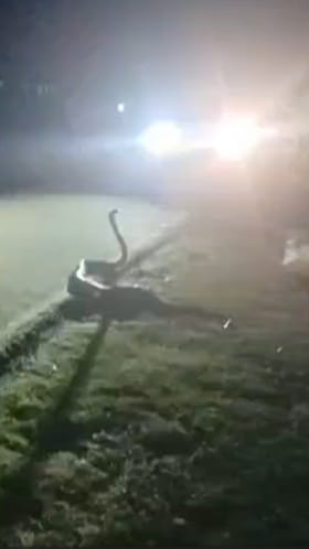 వామ్మో..విజయనగరం జిల్లాలో నడిరోడ్డుపై కింగ్ కోబ్రా