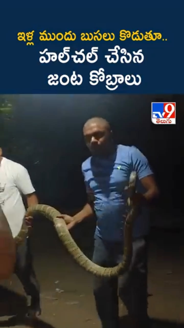 ఇళ్ల ముందు బుసలు కొడుతూ.. జంట గిరినాగులు హల్‌చల్