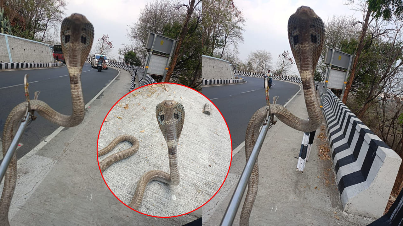 వామ్మో.. పే..ద్ద పాము.. నడక మార్గంలో నాగరాజు.. ఆ తర్వాత ఏం జరిగిందంటే..