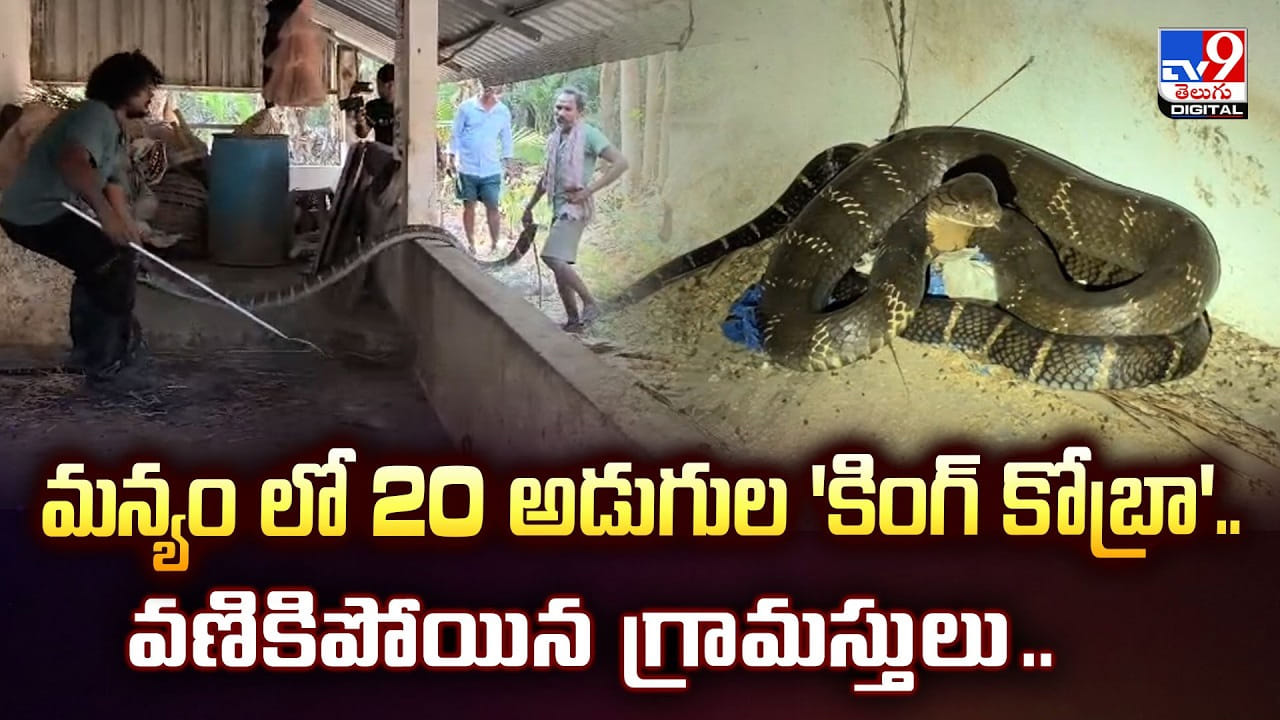 మన్యం లో 20 అడుగుల ‘కింగ్ కోబ్రా’.. వణికిపోయిన గ్రామస్తులు