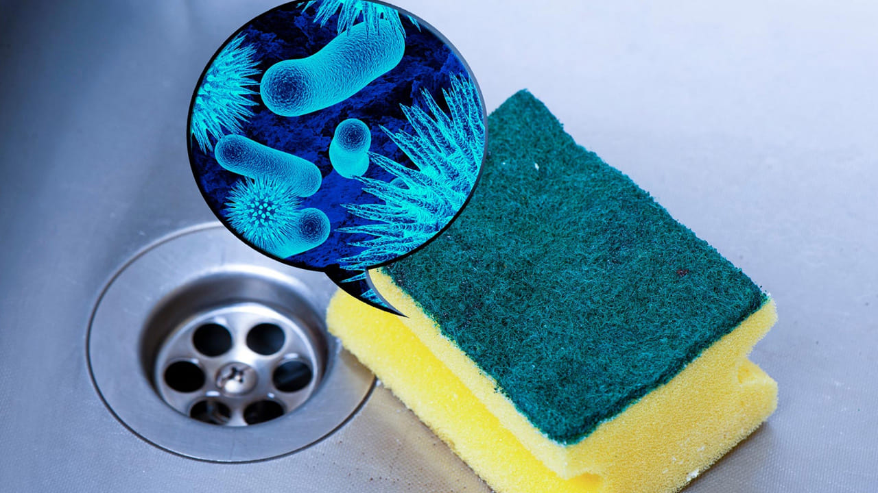 Kitchen Sponge