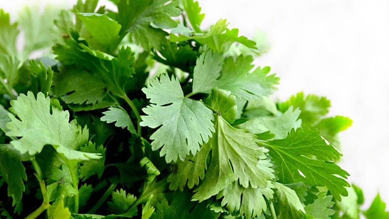 
మొలకలు వచ్చే వరకు తడిగా ఉండేలా చూసుకోవాలి. ఇంకా ఉల్లి పాయలు పొట్టు, టీ పొడి వేస్తే కొత్తిమీర బాగా వస్తుంది. 
పైన చెప్పినవన్నీ పాటిస్తే కొద్దీ రోజుల్లోనే మీరు మార్కెట్ కూడా వేయవచ్చు. ఇంకా  కొత్తిమీరతో కనక వర్షం కురిపించవచ్చు. 