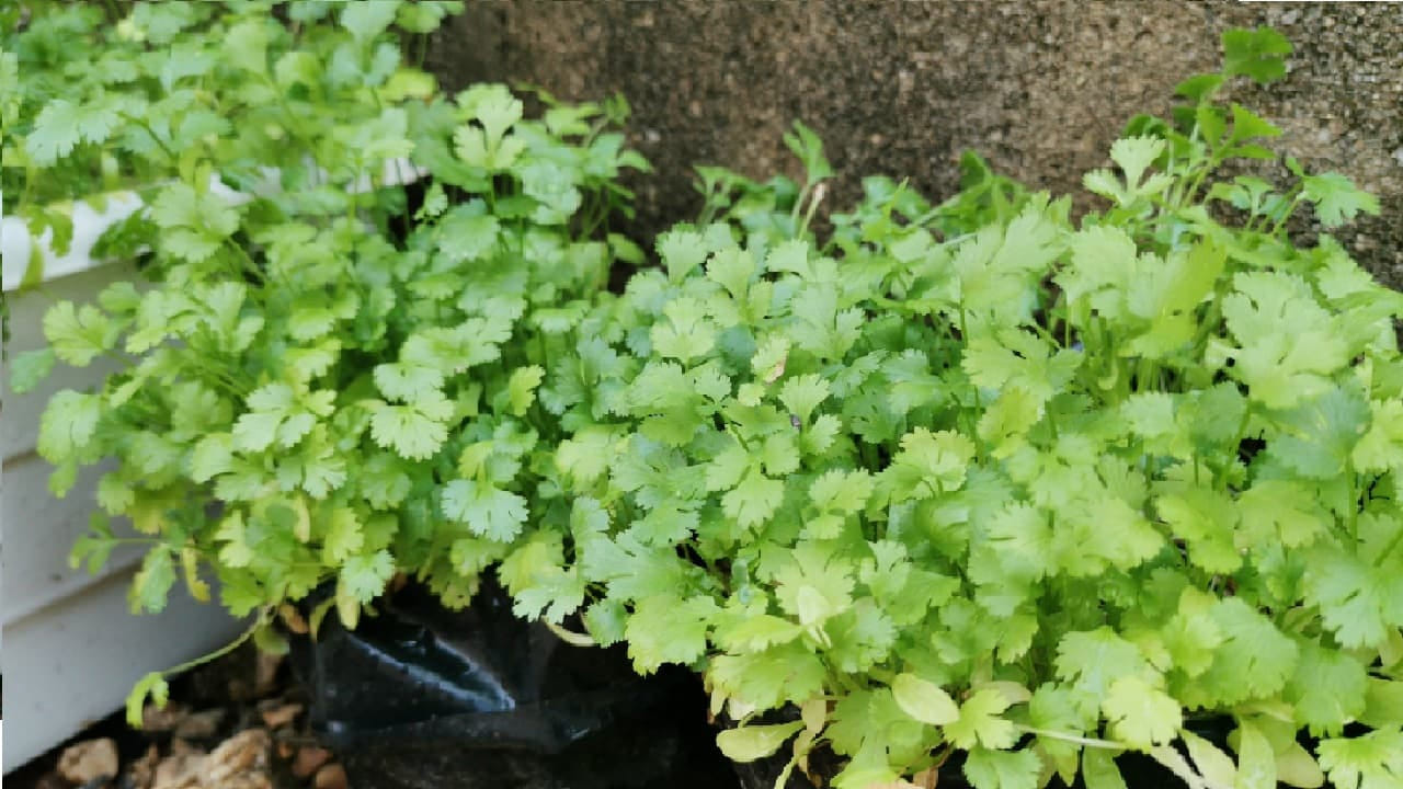 ఇంట్లో మొక్కలు పెంచడం ఒక సవాల్ అనే చెప్పాలి. విత్తనాలు నాటిన కూడా మొలకెత్తుతాయని గ్యారెంటి లేదు, ఇంకా కొన్ని మొలకెత్తిన కూడా కొద్ది రోజుల్లోనే వాడిపోతుంటాయి. అయితే, ఇక్కడ  కొత్తిమీరను ఎలా పెంచితే   కట్టలు కట్టలుగా వస్తాయో ఇక్కడ ఆర్టికల్లో చదివి తెలుసుకుందాం