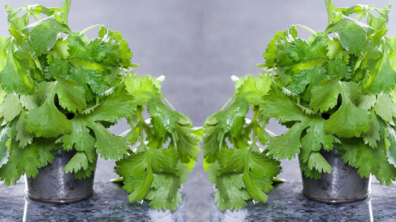 ముందుగా మంచి ధనియాలను తీసుకుని వాటిని ఒకటికి రెండు సార్లు చెక్ చేయాలి. నకిలీ విత్తనాలు అయితే తొందరగా మొలకెత్తవు, 
కాబట్టి, మీ ఇంట్లో ఉన్న ధనియాలను తీసుకుని రోకలి బండతో రెండు మూడు సార్లు దంచండి. అప్పుడు అది రెండు ముక్కలు అవుతుంది.