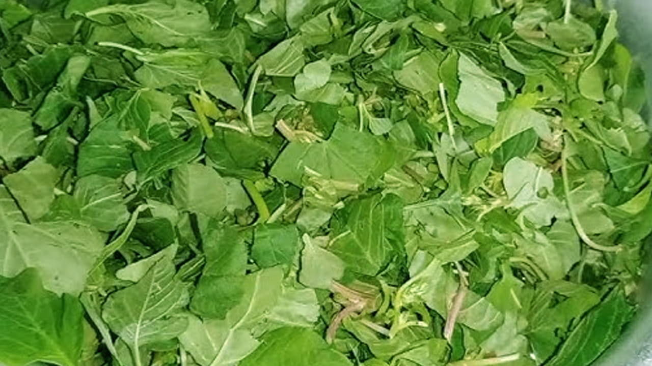  పాతకాలంలో ఈ పెసరపప్పు కోయగూరను బాగా తినేవాళ్లు. దీనిని తింటే మోకాళ్ళు, నడుము నొప్పులు పూర్తిగా మాయమవుతాయి. అయితే, ఇతర అనారోగ్య సమస్యలతో బాధపడుతున్నవారు వైద్యున్ని సంప్రదించి తినాలి. ఎందుకంటే, ఇది కొందరికి పడదు. (నోట్: ఇందులోని అంశాలు కేవలం అవగాహన కోసం మాత్రమే. నిపుణులు అందించిన సమాచారం ప్రకారం ఇక్కడ తెలియజేయడమైనది. టీవీ9 తెలుగు దీనిని ధృవీకరించలేదు.)

