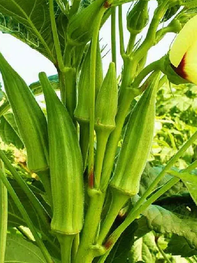 బాబోయ్‌ వీళ్లకి బెండకాయ చాలా డేంజర్..