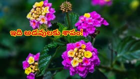 అందమైన పూలు..కానీ,అడవులకు శాపం! భారతదేశాన్ని వణికిస్తున్న ఈ మొక్క