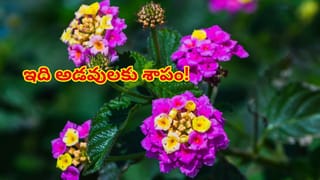 ఎండ వేడి, ఉబ్బరానికి కిటికీలు తెరిచి పడుకుంటున్నారా..? తస్మాత్ జాగ్రత్త! ఈ సంగతి తెలిస్తే..