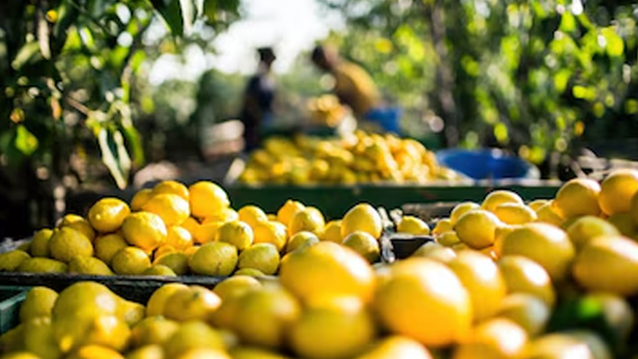 Lemon Farming