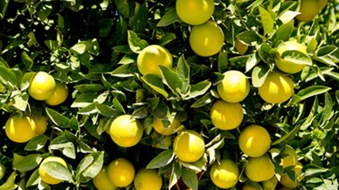 Lemon Farming