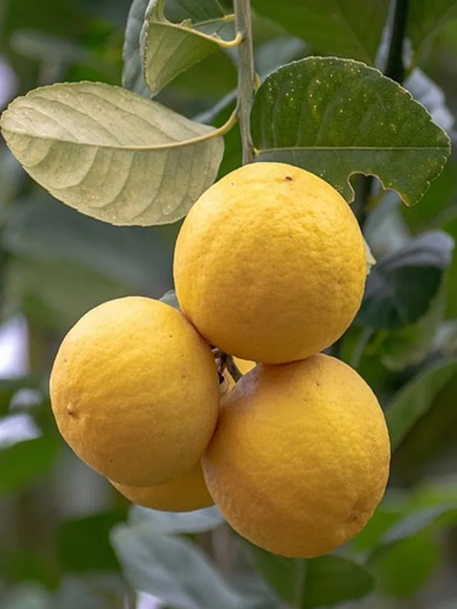 మీకు తెలియని నిమ్మకాయ సీక్రెట్స్ .. వీటి గురించి తెలిస్తే అవాక్కే..