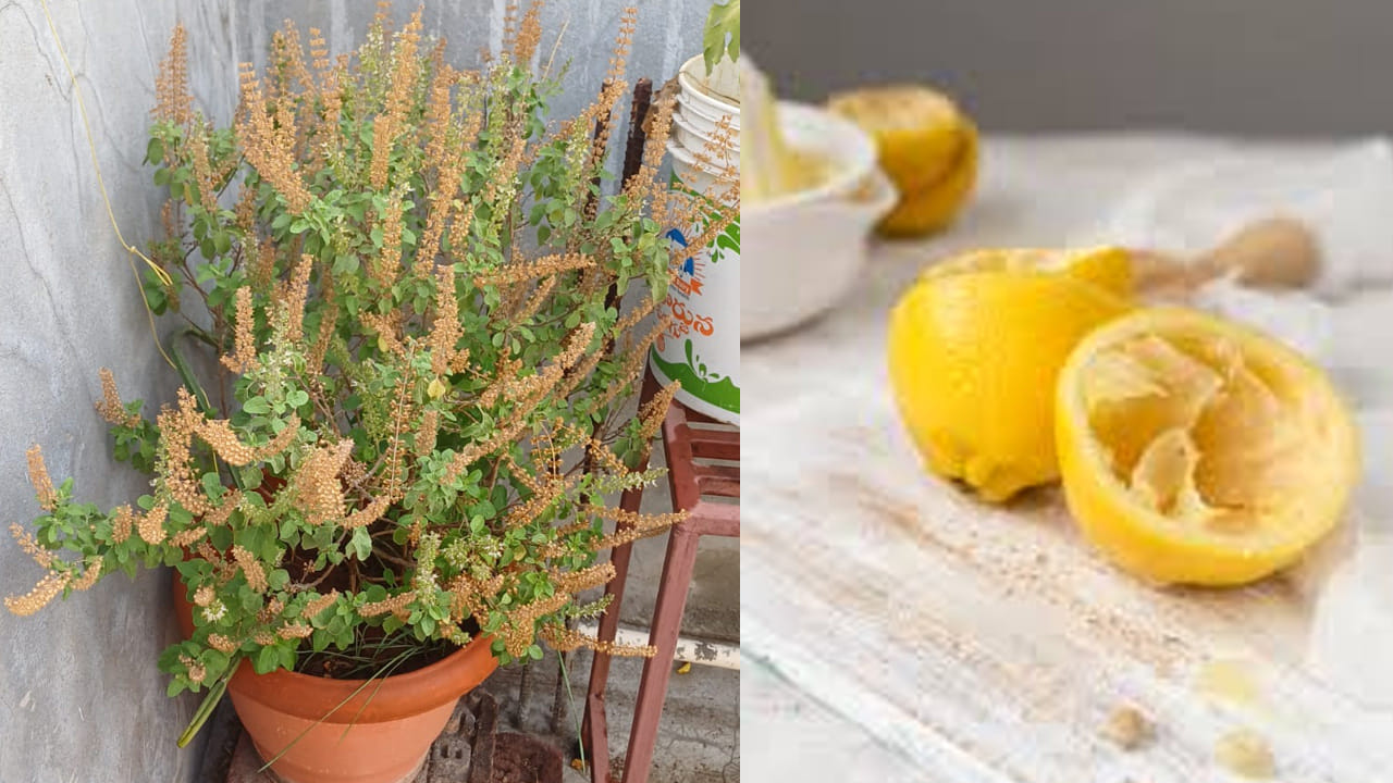 Lemon Peels For Plants