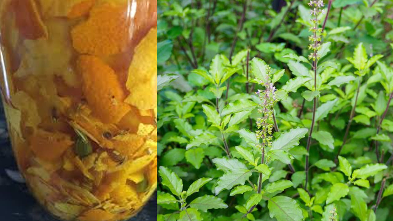 నిమ్మ తొక్కల్లో పొటాషియం, మెగ్నీషియం, కాల్షియం వంటి పోషకాలు ఉంటాయి. ఇవి మట్టిలో కలిసినప్పుడు తులసి వేర్లకు బలాన్ని ఇచ్చి, ఆకులు పచ్చగా ఉండేలా చేస్తాయి. మట్టిలో పోషక లోపం వల్ల తులసి ఆకులు పసుపు రంగులోకి మారి రాలిపోతుంటాయి. నిమ్మ తొక్కల పొడిని మట్టిలో చేర్చడం ద్వారా ఆకులు తాజాగా, నిగనిగలాడుతూ ఉంటాయి. శీతాకాలంలో లేదా అధిక ఎండలో తులసి ఎండిపోయే ప్రమాదం ఉంటుంది. నిమ్మ తొక్కల వాడకం వల్ల మొక్కలో రోగనిరోధక శక్తి పెరిగి, వాతావరణ మార్పులను తట్టుకుంటుంది. 