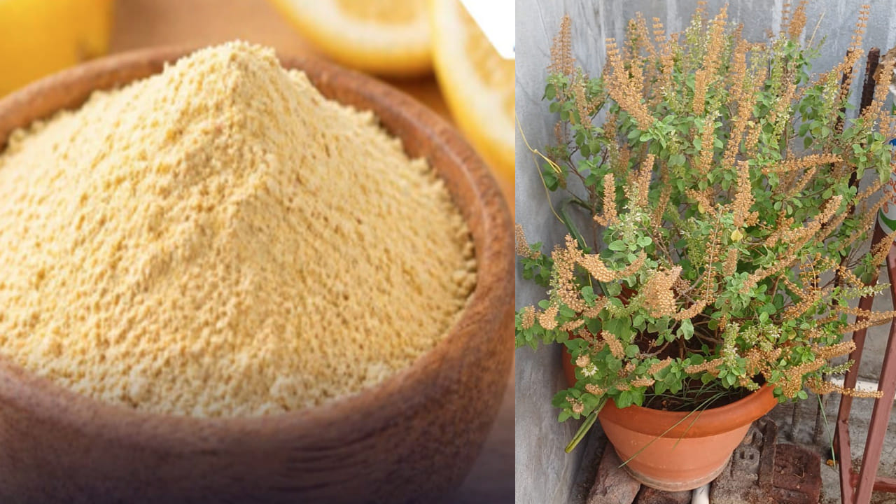 ఎలా ఉపయోగించాలి?: నిమ్మ తొక్కలను నేరుగా కుండీలో వేయకుండా, వాటిని ఎండబెట్టి పొడి చేసి మట్టిలో కలపాలి. లేదా నిమ్మ తొక్కలను రెండు రోజులు నీటిలో నానబెట్టి, ఆ నీటిని వడకట్టి తులసి మొక్కకు పోయాలి. ఇలా నెలకు రెండుసార్లు చేయడం వల్ల మీ ఇంట్లోని తులసి కోట ఎప్పుడూ పచ్చని ఆకులతో కళకళలాడుతుంది.