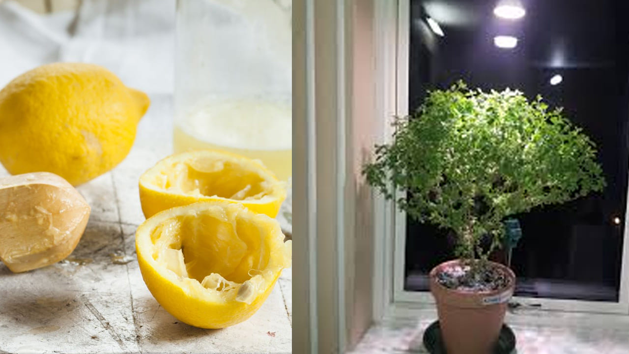 నిమ్మ తొక్కల ఘాటైన వాసన వల్ల మొక్క దరిదాపుల్లోకి చీడపీడలు, చీమలు రావు. ఎండిన నిమ్మ తొక్కలను పొడి చేసి మట్టిలో కలపడం లేదా నీటిలో నానబెట్టి ఆ నీటిని పోయడం వల్ల తులసి మొక్క తాజాగా ఉంటుంది. ఇది తులసికి ఒక రక్షణ కవచంలా పనిచేసి, మొక్కను ఎండిపోకుండా కాపాడుతుంది.