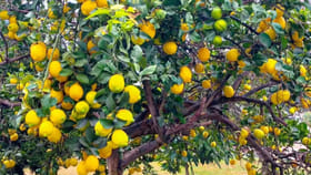 నిమ్మకాయలు గుత్తులు గుత్తులుగా కాయాలంటే.. జస్ట్ ఇలా చేయండి చాలు..