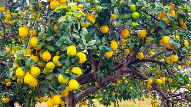 నిమ్మకాయలు గుత్తులు గుత్తులుగా కాయాలంటే.. జస్ట్ ఇలా చేయండి చాలు..