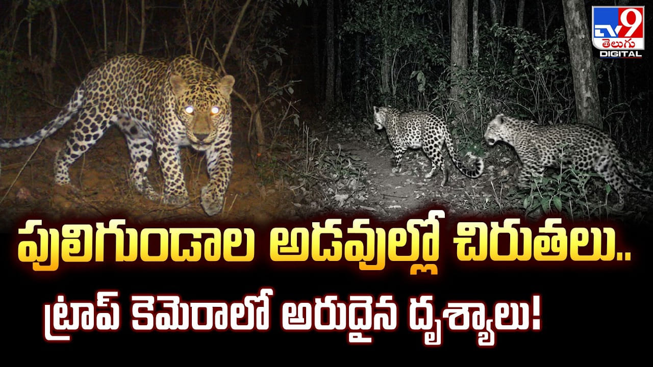 పులిగుండాల అడవుల్లో చిరుతలు.. ట్రాప్ కెమెరాలో అరుదైన దృశ్యాలు