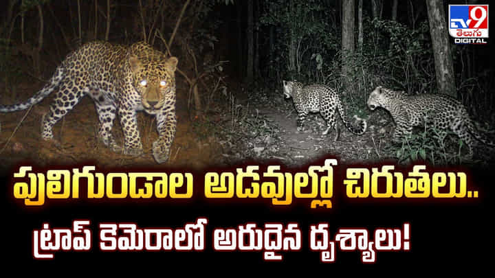 పులిగుండాల అడవుల్లో చిరుతలు.. ట్రాప్ కెమెరాలో అరుదైన దృశ్యాలు పులిగుండాల అడవుల్లో చిరుతలు.. ట్రాప్ కెమెరాలో అరుదైన దృశ్యాలు