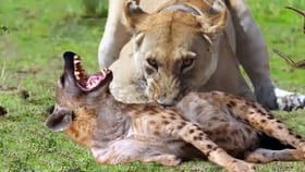 సింహాలు హైనాలను ఎందుకు తినవు?