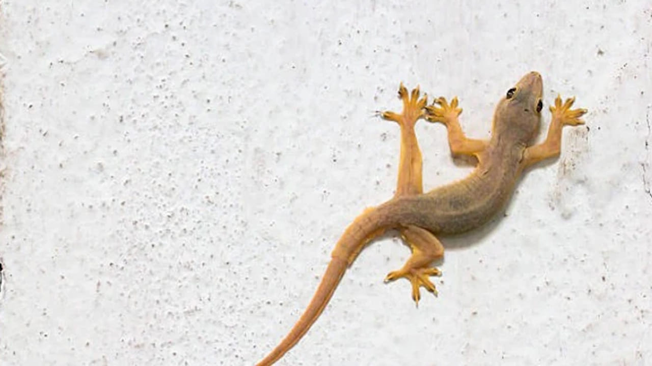 బల్లుల్ని బతనివ్వాలండోయ్.. లేదంటే మనకే ముప్పు..