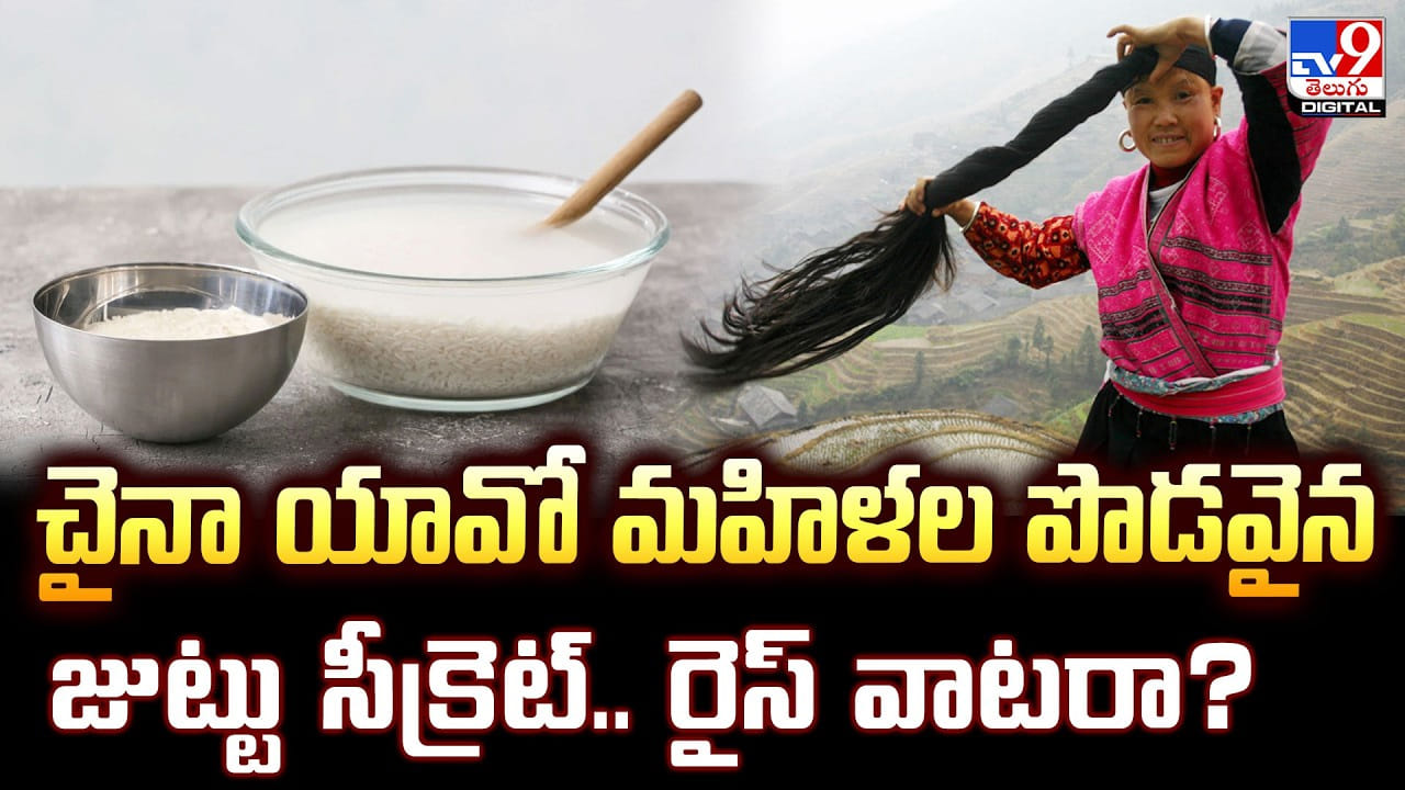 చైనా యావో మహిళల పొడవైన జుట్టు సీక్రెట్.. రైస్ వాటరా ??