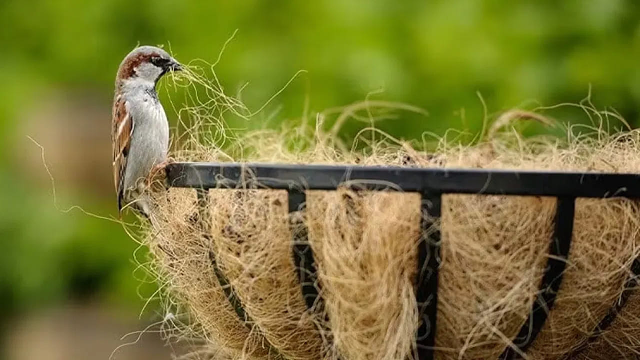 నోట్ : ఈ వార్తలలో ఇవ్వబడిన సమాచారం మత విశ్వాసాలపై ఆధారపడి ఉంది. పాఠకుల ఆసక్తి మేరకు.. పలువురు పండితుల సూచనలు, వారి తెలిపిన అంశాల ఆధారంగా అందించినవి మాత్రమే.. వీటిలో ఎలాంటి శాస్త్రీయ ఆధారాలు లేవని పాఠకులు గమనించాలి. టీవీ9 తెలుగు దీనిని ధృవీకరించలేదు