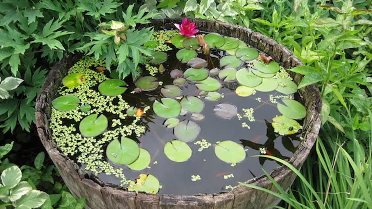 వాస్తు నియమాలు పాటించే చాలా మంది తమ ఇంటిలో నీటి ఫౌంటెన్ పెట్టుకుంటారు. అయితే మీ ఇంటిలో గనుక నీటి ఫౌంటెన్ ఉంటే, అందులో నీరు చాలా నిశ్చలంగా , స్వచ్ఛంగా కనిపిస్తే కూడా అది మీకు అదృష్టాన్ని తీసుకొస్తుందంట. అంతే కాకుండా ఇంటిలో నీటి పాత్రలో నీరు స్వచ్ఛంగా కనిపించినా, ఇది మీకు లక్కు తీసుకొస్తుందని చెబుతున్నారు నిపుణులు.