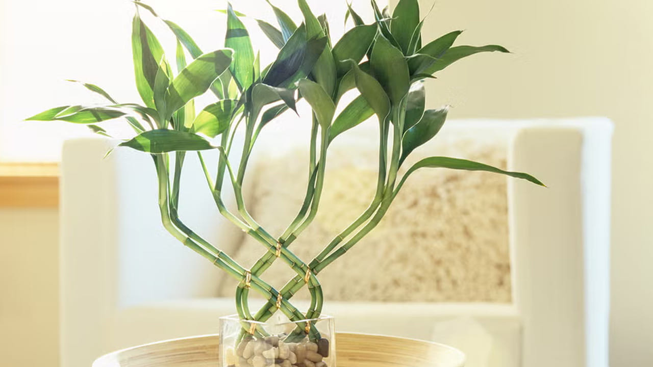 మీరు గనుక మీ ఇళ్లు లేదా ఆఫీసులో లక్కీ వెదురు పెట్టుకోవాలి అనుకుంటే, ఎట్టి పరిస్థితుల్లో నాలుగు కొమ్మలు ఉన్నదాన్ని పెట్టుకోకూడదంట. ఇది చాలా అశుభం, ఈ సంఖ్య మరణాన్ని సేూచిస్తుందంట. అందుకే దీని విషయంలో చాలా జాగ్రత్త వహించాలంట.