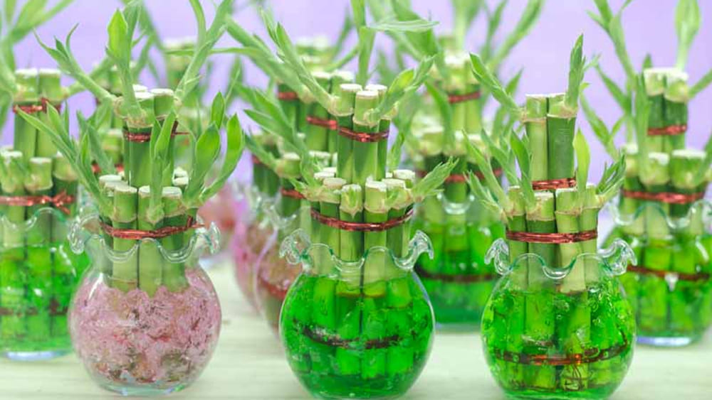 లక్కీ వెదురు ఇంటిలో ఉంటే అదృష్టమే అదృష్టం.. కానీ ఎన్ని కొమ్మలు ఉండాలో తెలుసా?