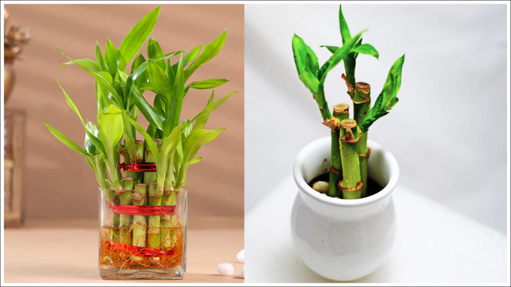 Lucky Bamboo