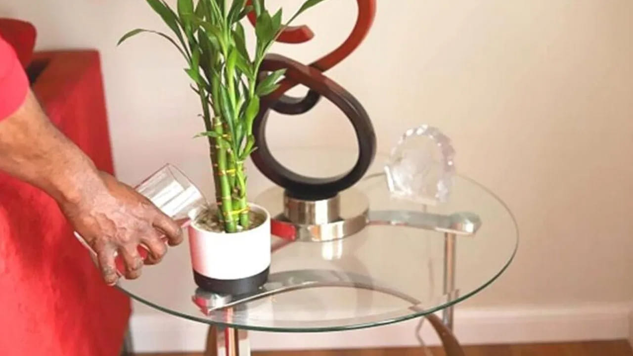 ఇక ఒక కొమ్మ ఉన్న మొక్కును నాటుకోవడం మంచిది. ఇది అనేక శుభ ఫలితాలను ఇస్తుందంట. అంతే కాకుండా ఒక కొమ్మ మొక్కను నాటుకోవడం వలన ఇది వ్యాపారంలో వృద్ధిని సూచిస్తుంది.అలాగే కెరీర్ పురోగతిని సూచిస్తుంది. అందువలన ఒక కొమ్మ ఉన్న లక్కీ వెదురు మొక్కను విద్యార్థులు తమ స్టడీ రూమ్‌లో ఉంచుకోవడం మంచిదంట.