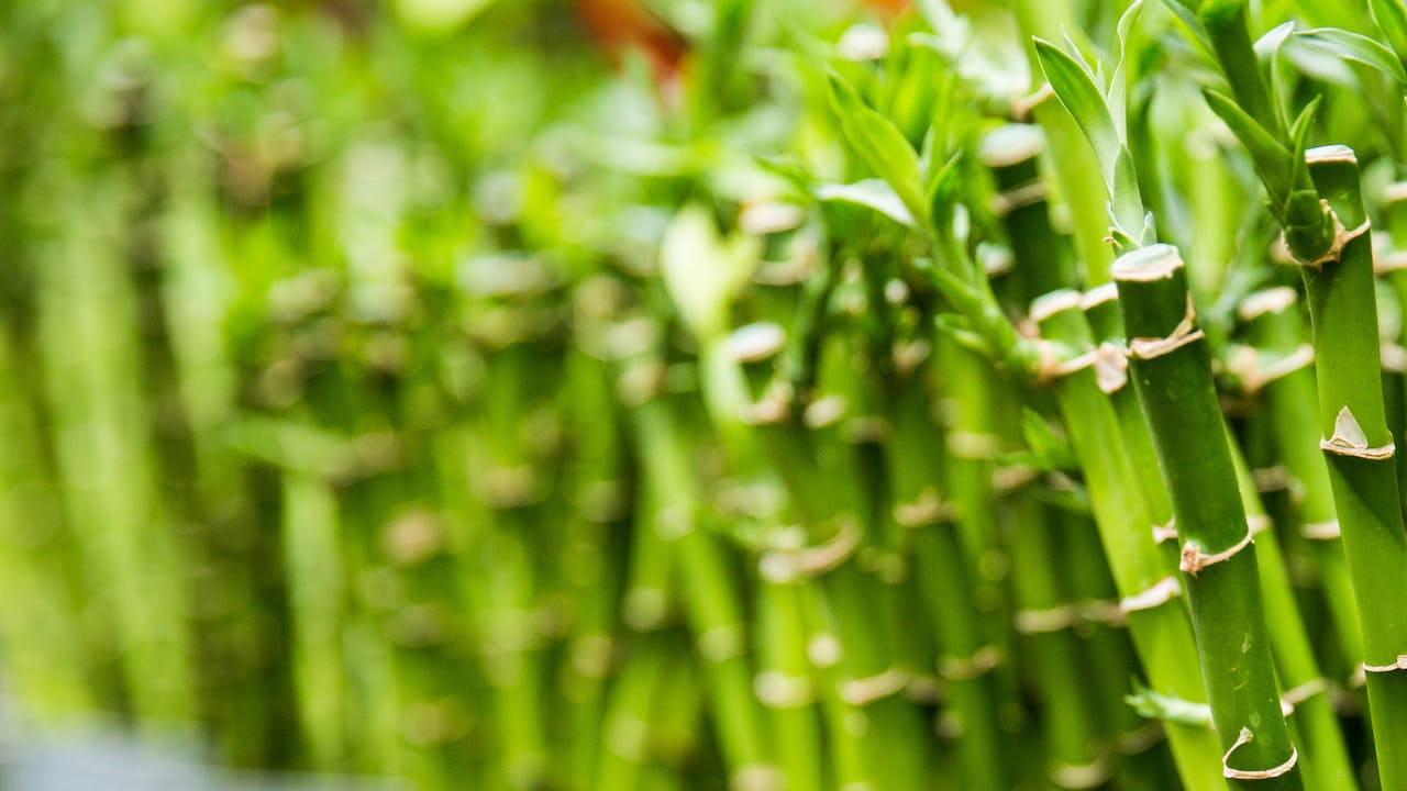 ఇక రెండు కొమ్మలు ఉన్న వెదురు మొక్క ప్రేమకు చిహ్నం. ఇది భార్య భర్తల మధ్య బంధం లేదా, వ్యాపారస్తుల మధ్య మంచి సంబంధాలు, కుటుంబంలోని ప్రేమానురాగాలకు చిహ్నం. అయితే ఇలా రెండు కొమ్మలు ఉన్న మొక్కను ముఖ్యంగా దంపతులు తమ బెడ్ రూమ్‌లో ఉంచుకోవడం మంచిదంట. ఇది ఇద్దరి మధ్య ఉన్న ప్రతికూలతలను తొలిగించి, ప్రేమను నింపుతుందంట.