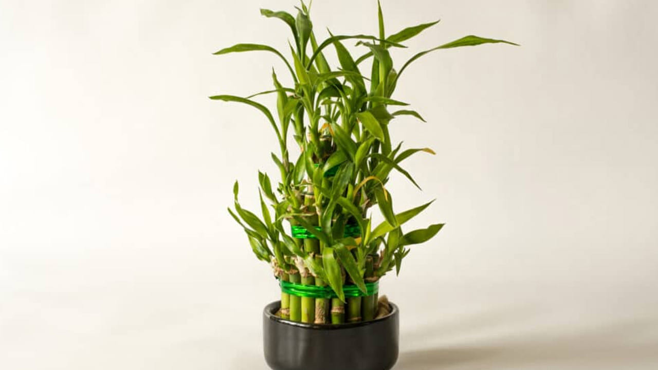  అదే విధంగా మూడు కొమ్మలు ఉన్న వెదురు మొక్క, సంతోషం, ఆనందం, ఆరోగ్యం, కుటుంబ శ్రేయస్సు, ఇంటిలో సానుకూలత, అదృష్టానికి సంకేతం. కాబట్టి దీనిని లివింగ్ రూమ్‌లో పెట్టుకోవడం మంచిది. అలాగే ఐదు కొమ్మలు ఉన్న లక్కీ వెదురు విజయానికి గుర్తు, ఇది ఆఫీసులో పెట్టుకోవడం మంచిది. అదే విధంగా ఎనిమిది కొమ్మలు ఉన్న లక్కీ వెదురు అదృష్టాన్ని, సంపద వృద్ధిని సూచిస్తుంది. (Disclaimer: ఇక్కడ అందించిన సమాచారం జ్యోతిష శాస్త్రం, సాధారణ నమ్మకాల ఆధారంగా మాత్రమే అందించబడింది. ఈ సమాచారం ఖచ్చితంగా నిజం లేదా శాస్త్రీయంగా నిర్ధారితమైన సమాచారం అని భావించకండి. వ్యక్తిగత నిర్ణయాలు తీసుకునే ముందు సంబంధిత నిపుణులను సంప్రదించడం మంచిది)