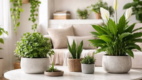 ఇంట్లో ఈ మొక్కలు ఉంటే చాలు.. మీ తలరాతే మారిపోతుంది.. డబ్బే డబ్బు