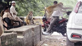 ప్రభుత్వం నుంచి బంపర్ ఆఫర్.. కోతులను పట్టిస్తే అదిరిపోయే బహుమతి