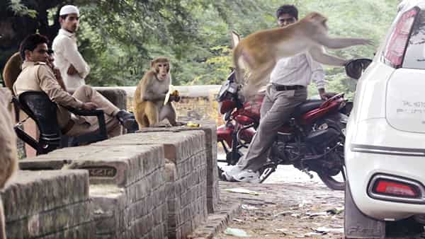 ఒక్క కోతికి రూ. 600.. ఎన్ని పట్టుకుంటే అంత డబ్బు.. ప్రభుత్వం నుంచి బంపర్ ఆఫర్
