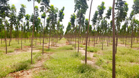 మహోగని సాగుతో కాసుల వర్షం.. ఈ మొక్కలు నాటితే మీరే కోటీశ్వరులు!