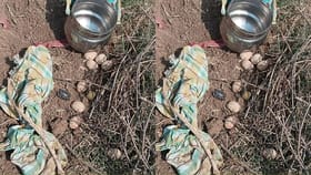 పొదల్లో కుప్పలు తెప్పలుగా కనిపించిన గుండ్రని వస్తువులు..