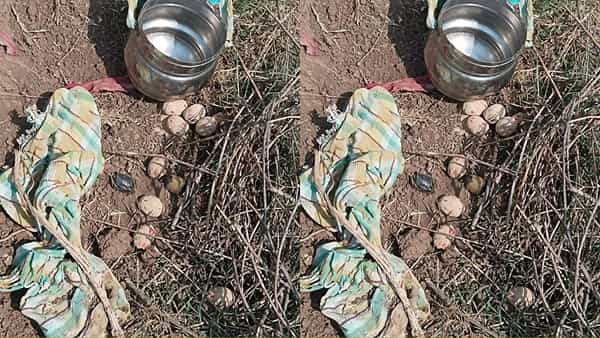 Telangana: పొదల్లో కుప్పలు తెప్పలుగా కనిపించిన గుండ్రని వస్తువులు.. చూద్దామని దగ్గరకెళ్లగా