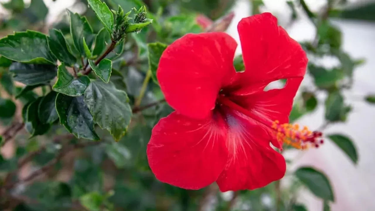 కొమ్మలు కత్తిరిస్తూ ఉండాలి: మొక్కకు కొత్త కొమ్మలు రావాలంటే ఎండిన కొమ్మలను కత్తిరించాలి. ఇలా చేస్తే మొక్కలకు బాగా పూలు పూస్తాయి.అలాగే,  కొమ్మల చివర్లో మొగ్గలు వస్తాయి