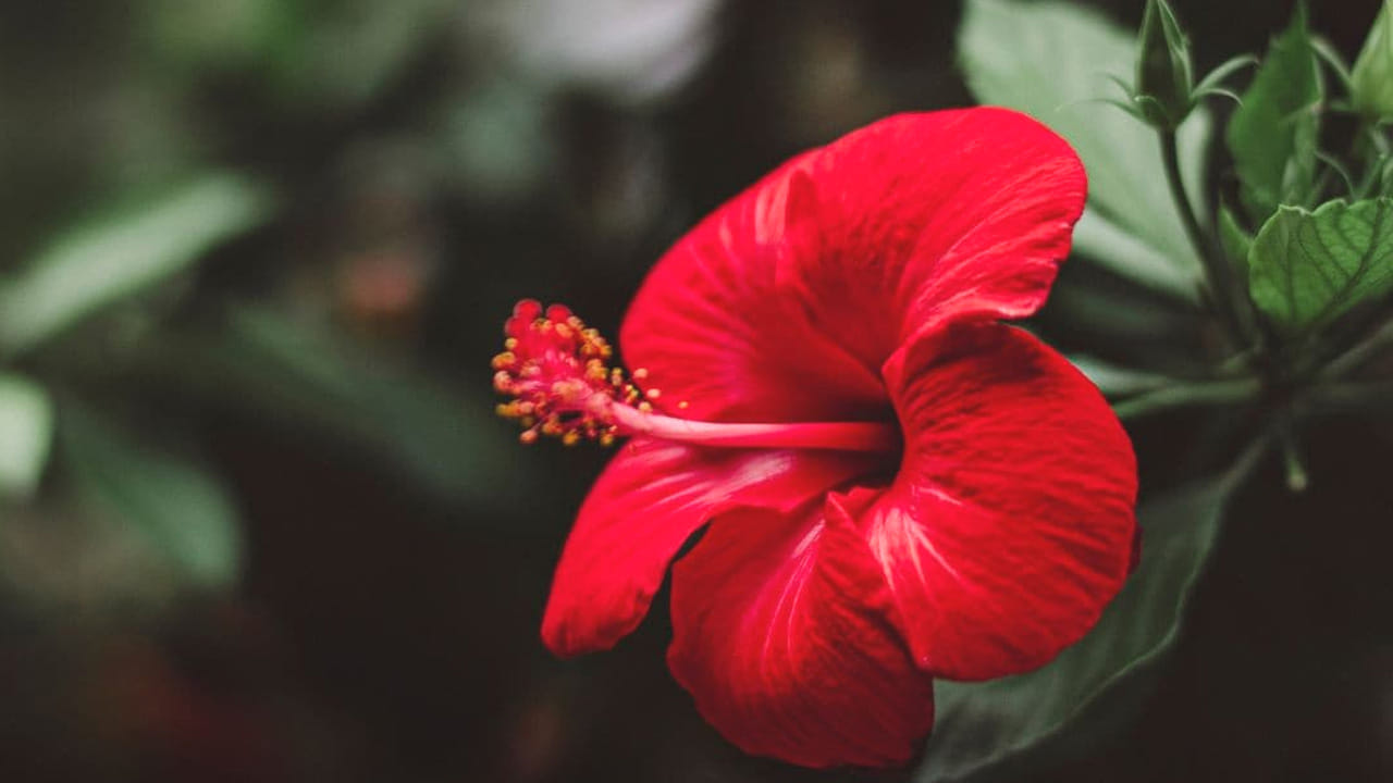 మందార మొక్కలకు ఎండ తగులుతూ ఉండాలి. అలాగే,  వీటికి 6 నుంచి 7  గంటల పాటు సూర్యరశ్మి చాలా అవసరం. ఈ మొక్కల మీద ఎంత ఎక్కువ ఎండ పడితే అంత బాగా గుత్తులు గుత్తుల పూలు పూస్తాయి. 
