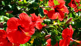 రాత్రికి రాత్రే మందారం పూలు బస్తాల బస్తాలు పూయాలంటే..