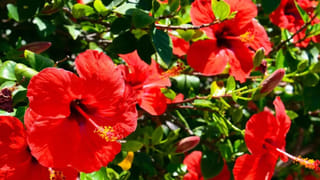 స్త్రీలు పీరియడ్స్ సమయంలో తులసి చెట్టు తాకితే ఏమౌతుందో తెలుసా?