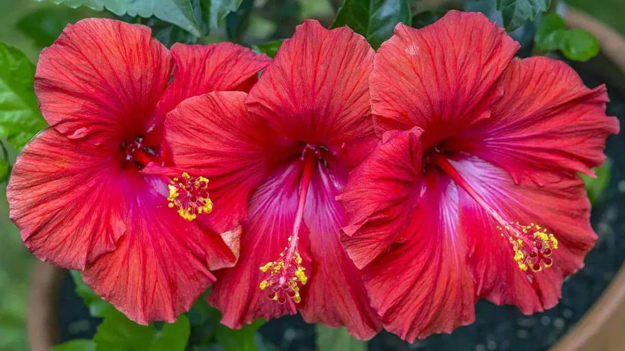 మందారం మొక్క దగ్గర ఎప్పుడూ కూడా తేమగా ఉండాలి అలాగే, నీరు ఎక్కువగా నిల్వ ఉంచకూడదు. ఇలా చేస్తే పూసిన మొగ్గలు మొత్తం రాలిపోతాయి. 