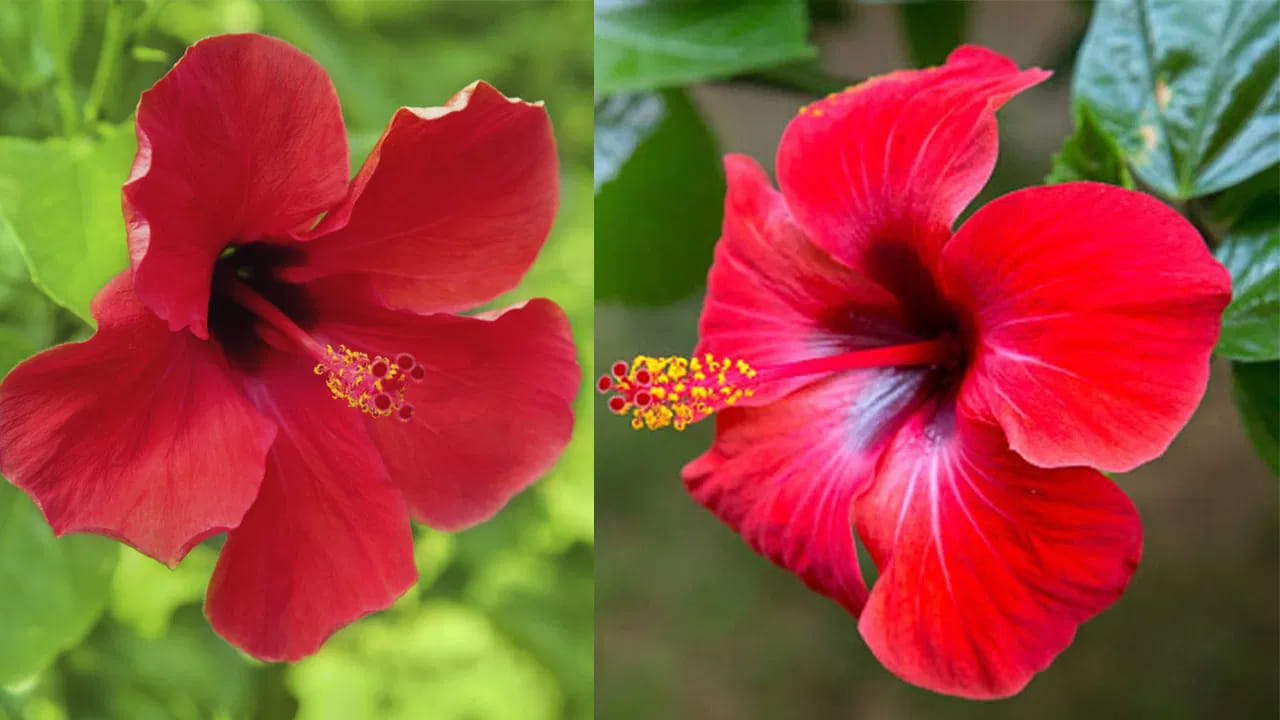 ఇంకా టీ పొడి, అరటి తొక్కలు, ఎరువులు వేయడం వల్ల ఈ మొక్కకు కావాల్సిన పోషకాలు అందుతాయి. ఆ తర్వాత, మొక్కకు విపరీతంగా పూలు పూస్తాయి. మీరు కూడా ఒకసారి ట్రై చేయండి. 
