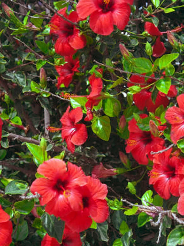 మిగిలిపోయిన సద్దన్నంతో రాత్రికి రాత్రే బస్తాల బస్తాలు మందార పూలు