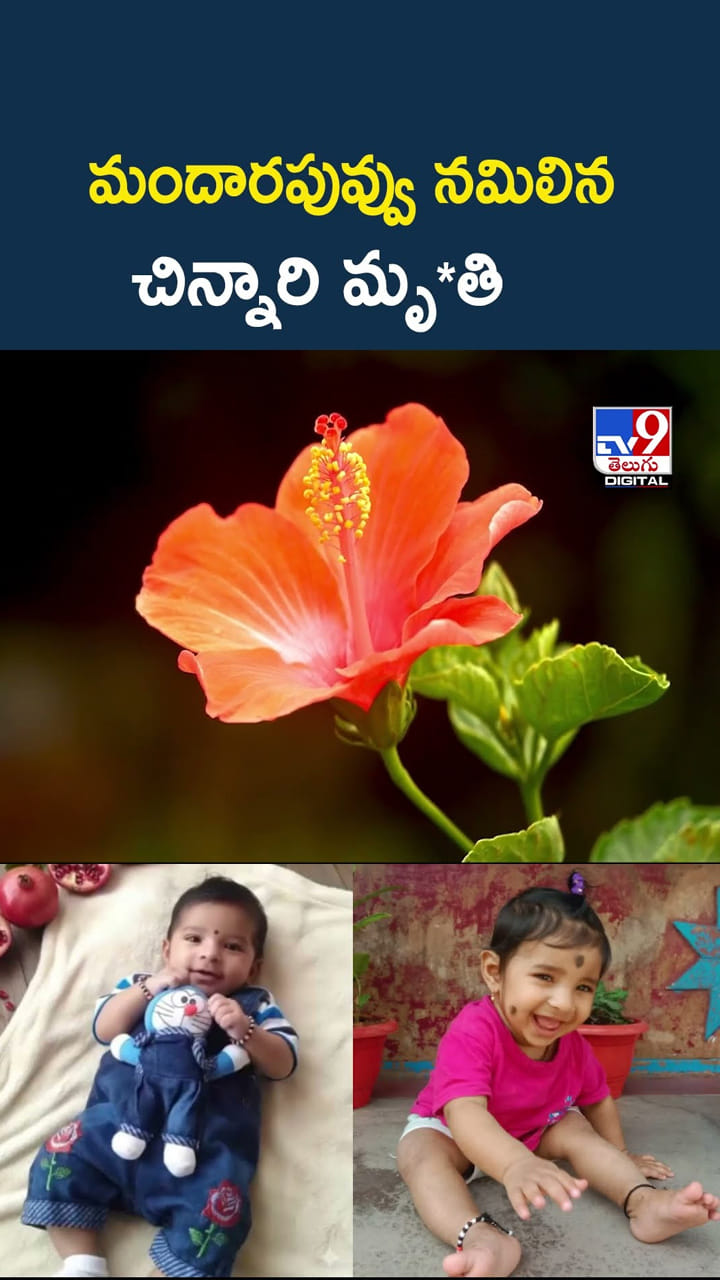 మందారపువ్వు నమిలిన చిన్నారి మృతి