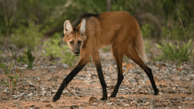 మూత్రం వాసన గంజాయిలా ఉండే విచిత్రమైన జంతువు