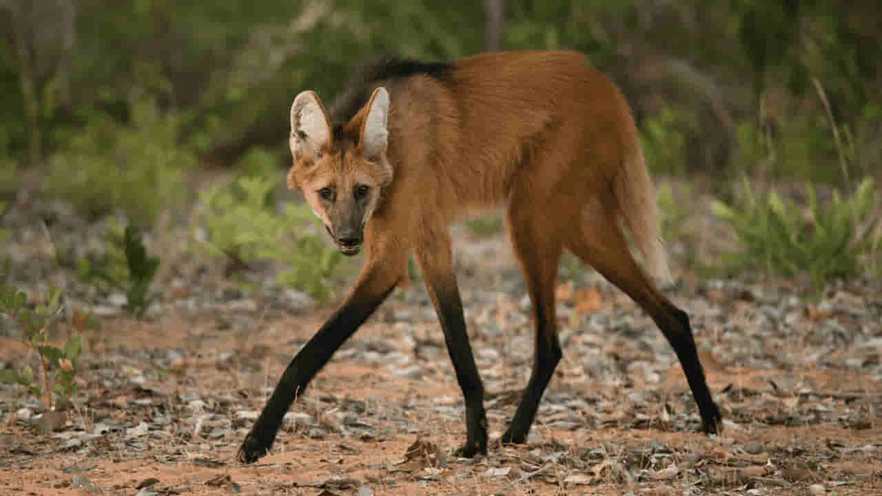 మూత్రం వాసన గంజాయిలా ఉండే విచిత్రమైన జంతువు